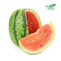 ARBUZ MINI ŚWIEŻY BIO (około 2,00 kg)