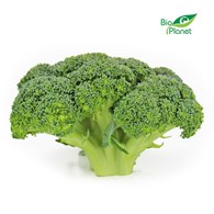BROKUŁY ŚWIEŻE BIO (POLSKA) (około 0,80 kg)