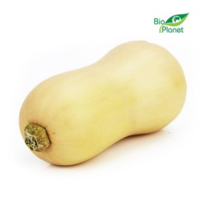 DYNIA PIŻMOWA (BUTTERNUT) ŚWIEŻA BIO (około 1,30 kg)