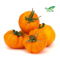 OPAKOWANIE ZBIORCZE (kg) - POMIDORY ŻÓŁTE ŚWIEŻE BIO (POLSKA) (około 5 kg)
