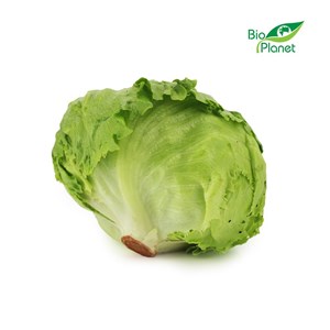 OPAKOWANIE ZBIORCZE (szt) - SAŁATA LODOWA ŚWIEŻA BIO (około10 sztuk)