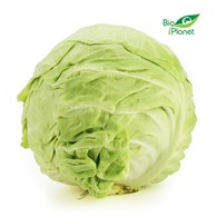 OPAKOWANIE ZBIORCZE (kg) - KAPUSTA MŁODA ŚWIEŻA BIO (około 12 kg)