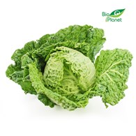 KAPUSTA WŁOSKA ŚWIEŻA BIO (POLSKA) (około 0,60 kg)