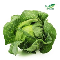 OPAKOWANIE ZBIORCZE (kg) - KAPUSTA BIAŁA MŁODA ŚWIEŻA BIO (POLSKA) (około 7 kg)